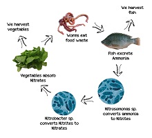 Aquaponics System pros and cons