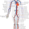 Vascular Disease